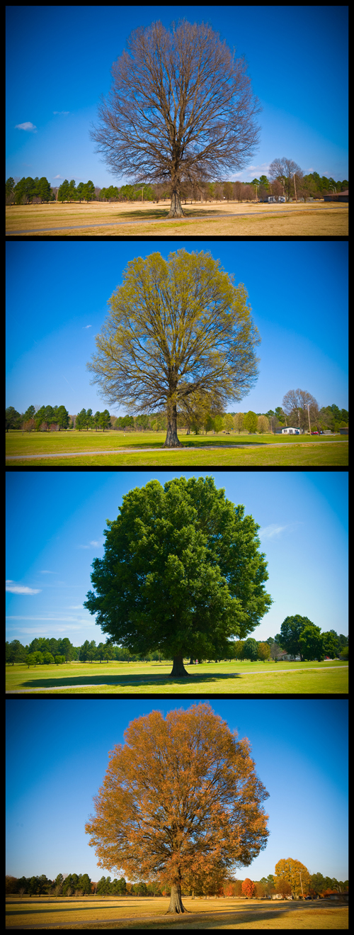 treesrweb.jpg